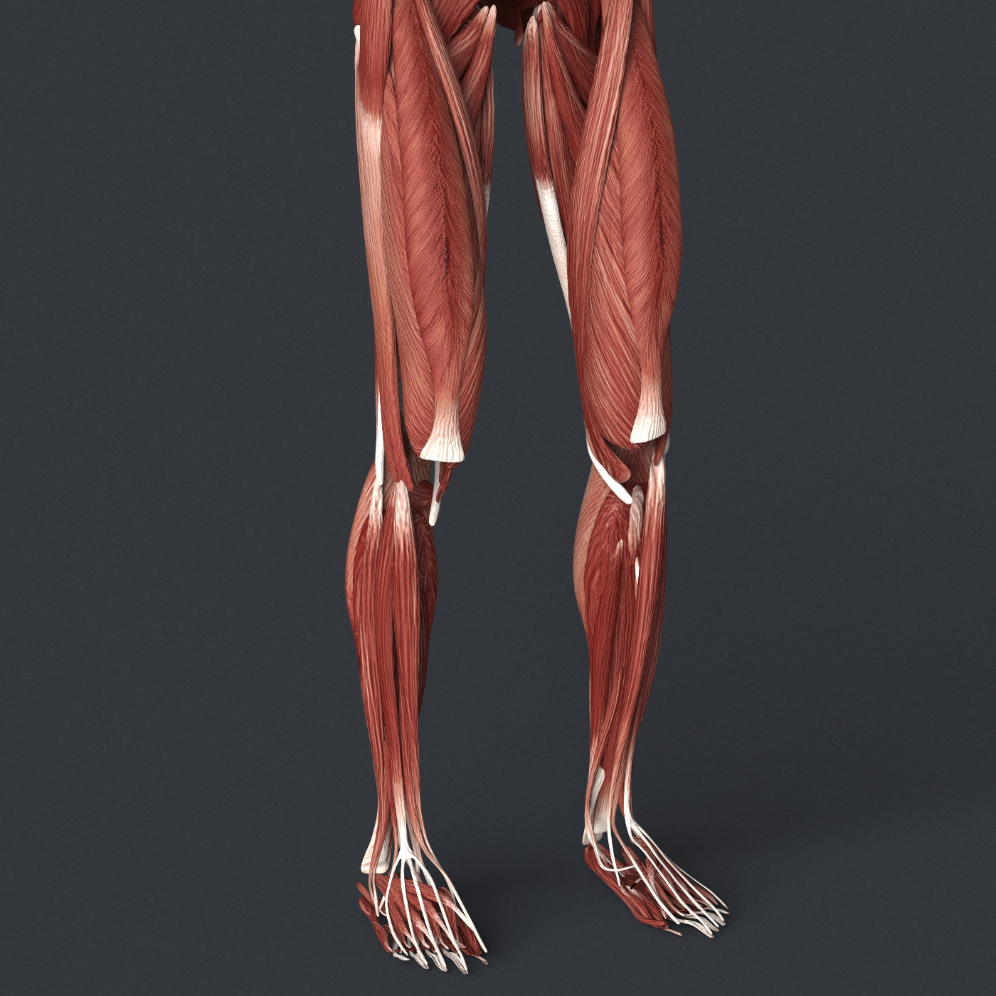 Male Muscular System by 3dmodelshop | 3DOcean